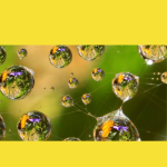 Women's Order Mitra Morning