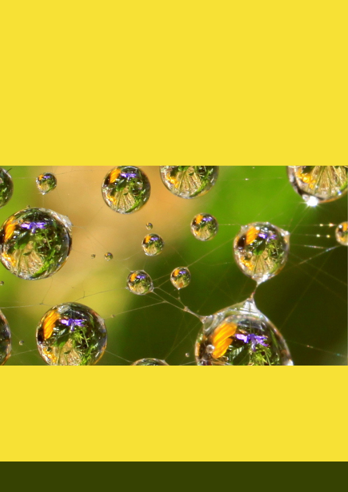 Women's Order Mitra Morning